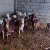 بز سانن و صلاله