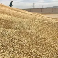 جو با کیفیت درجه یک اب خورده