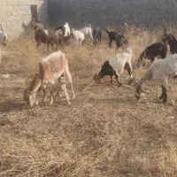 بز تیشتر