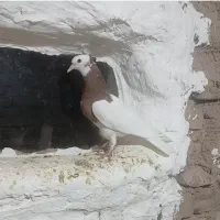 دوعدد کفتر فروشی