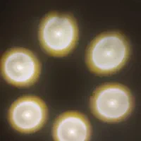 چراغ خواب|چراغ خواب و آباژور|ایلام, |دیوار