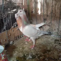 کله هما خرطوم‌دار