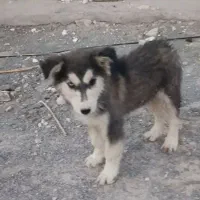 سگ نژاد هاسکی