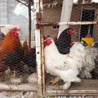 تخم مرغ برهما نطفه دار