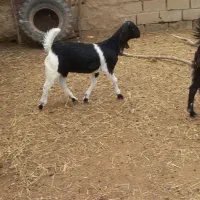 بزغاله شیرمست چاق