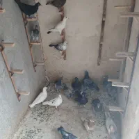 کبوتر