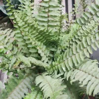 بامبو .گل و گیاه طبیعی|گل و گیاه طبیعی|ورامین, ورامین|دیوار