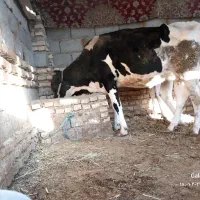 سلام علیکم  عیال وثنین هوایش