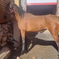 سه عدد اسب مادیون فروشی