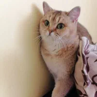 گربه اسکاتیش نر|گربه|تهران, سید خندان (جلفا)|دیوار