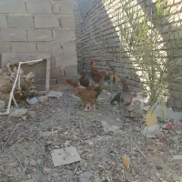 مرغ وخروس  معاوضه با عروس و کوتوله مرغ عشق|حیوانات مزرعه|خاش, |دیوار