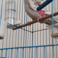 عروس هلندی خوشرنگ نژاد دار|پرنده|محمودآباد, |دیوار