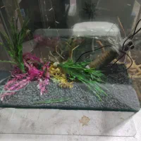 آکواریوم|ماهی|ارومیه, |دیوار