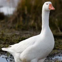 غاز محلی و ارگانیک