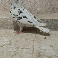 کبوتر کفتر سرور المانی