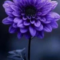 نیاز به مقداری سرمایه