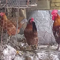 فروش۳قطعه مرغ خانگی