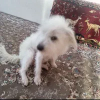 سگ پشمالو نر پابند گم شده