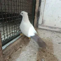 کبوتر