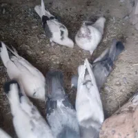 کفتر شکار