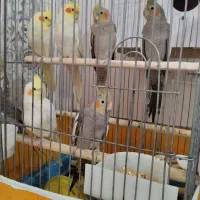 عروس هلندی ، سخنگو