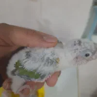 طوطی گرینچیک|پرنده|مهر, |دیوار