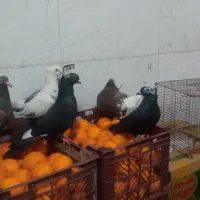 کفتر رنگی گرفتنی