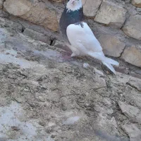 کفتر طوقی ماده