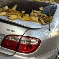 ماکسیما خوش رخ و تمیز