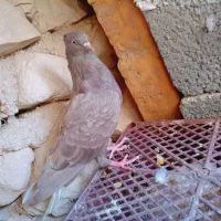 کبوتر طوقی|پرنده|اهرم, |دیوار