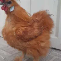 خروس ابریشمی