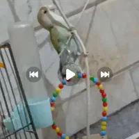 گمشد طوطی کوتوله برزیلی.|پرنده|قم, انصار‌الحسین|دیوار