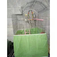 عروس هلندی( نر)