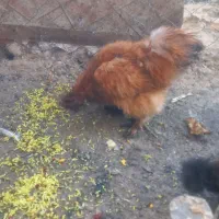 فروش مرغ خروس ابریشمی|حیوانات مزرعه|قم, زنبیل آباد|دیوار