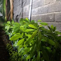 نهال آواکادو