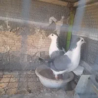 فروش تعدادی دمگیردستگردی