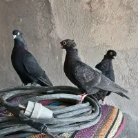 فروش سه عدد زاغ یدونش جوجی