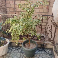 گلهای اپارتمانی