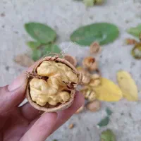 مغز گردو مال امسال|خوردنی و آشامیدنی|قره ضیاالدین, |دیوار