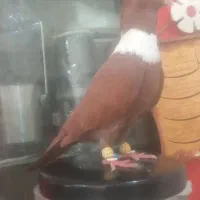 کلاغ نواری سینه سیاه که زرد