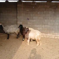 بره تخمی فروشی دو راس کله سیاه ماده|حیوانات مزرعه|گتوند, |دیوار