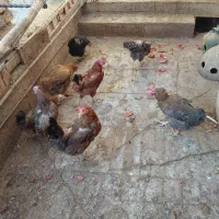مرغ|پرنده|اردکان, |دیوار