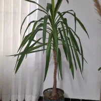 معاوضه با گل