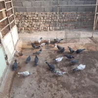 کبوتر|پرنده|ساوه, |دیوار