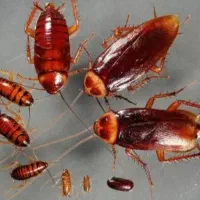 سمپاشی حشرات سوسک ساس کنه موریانه سم پاشی