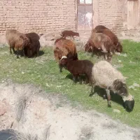 میش بره|حیوانات مزرعه|نیشابور, مازول|دیوار