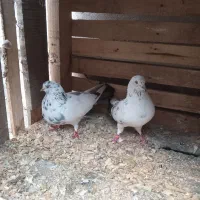 کبوتر و قفس