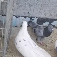 کبوتر سفید کشیده نوک فنج