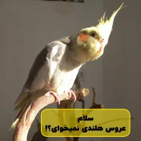 معاوضه با عروس هلندی ماده لوتینو