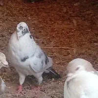 کبوتر